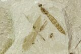 Fossil Poplar Leaf And Cranefly- Green River Formation, Utah #111378-1